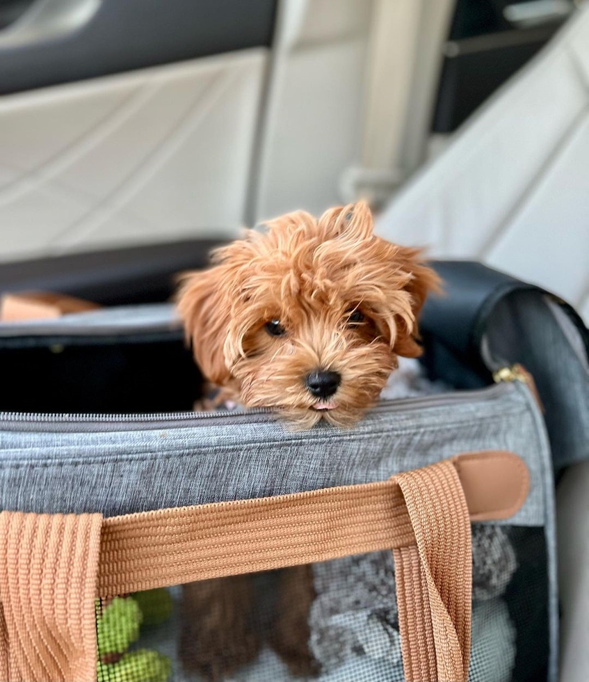 Tiny Teacup Cavapoo emphasizing its unique and rare size