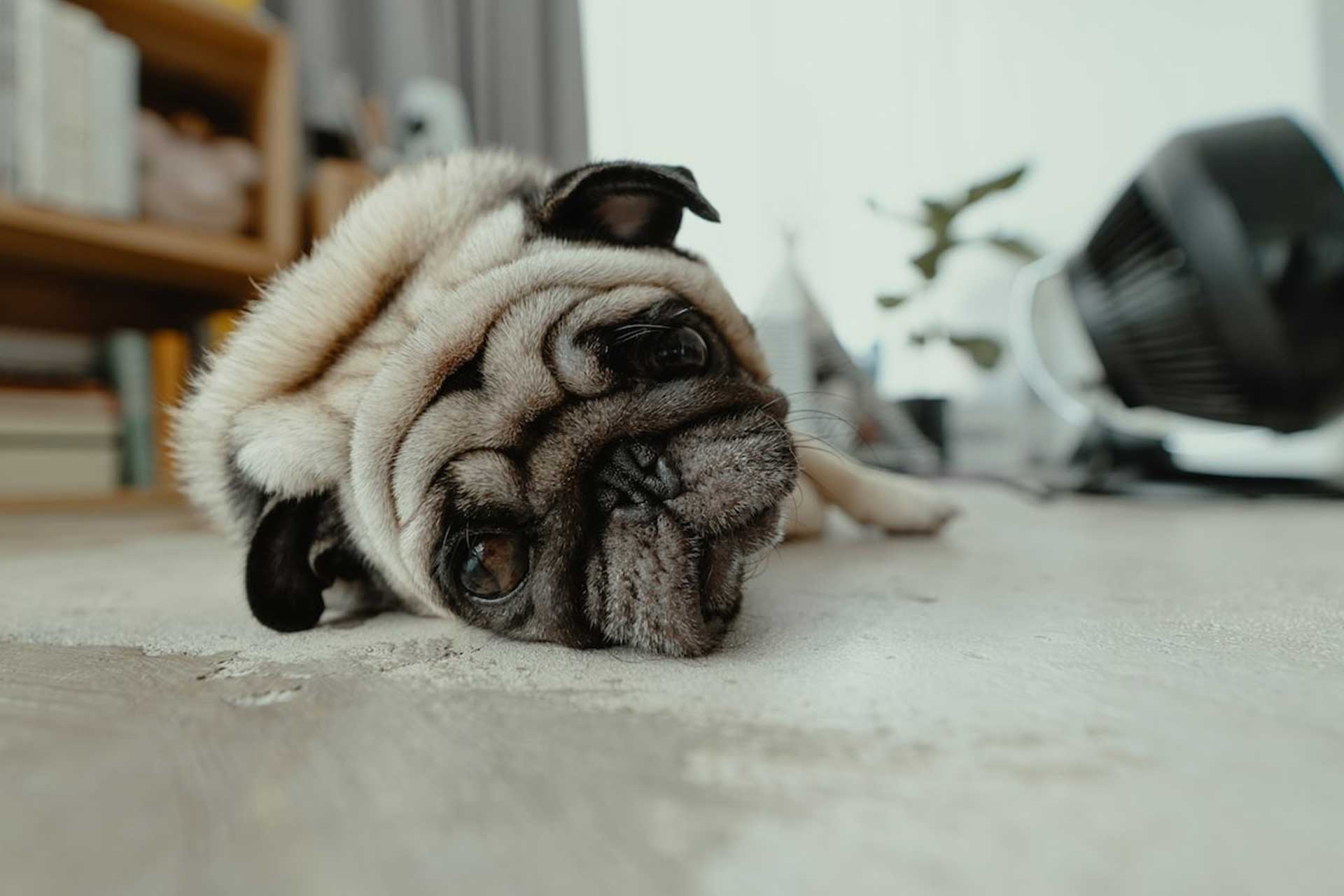Pug showing signs of separation anxiety