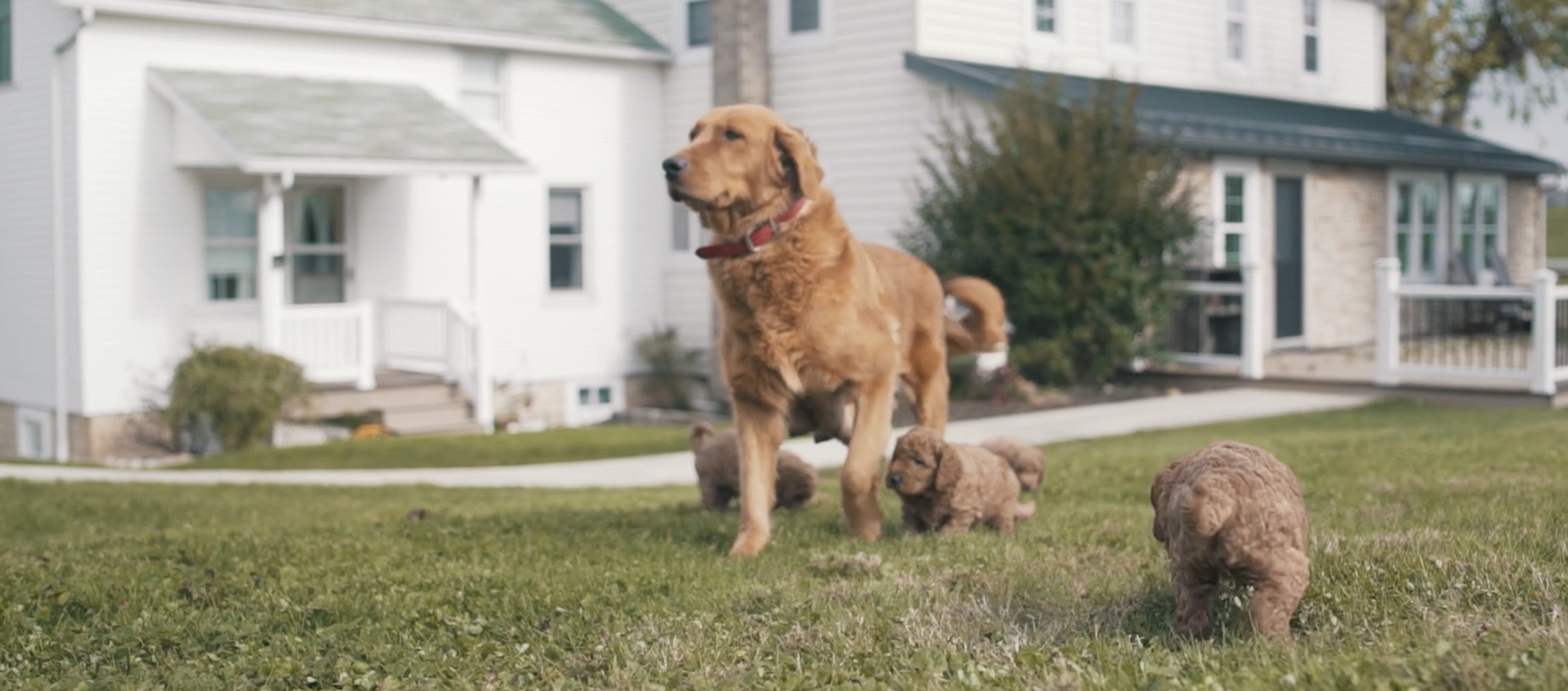 a mother dog with her puppies outdoors on a lawn