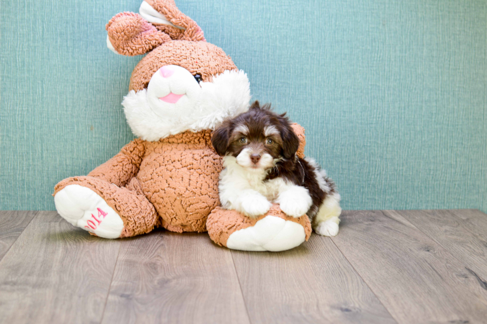 Meet Coco - our Havanese Puppy Photo 