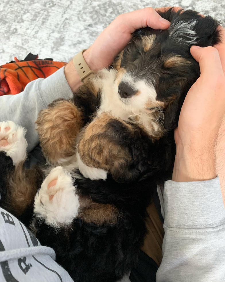 a small f1 mini bernedoodle puppy napping on its back in someone's hands - are f1 mini bernedoodles the right fit for you