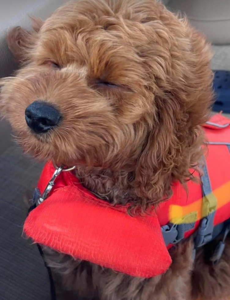 petite mini goldendoodle wearing a dog water vest