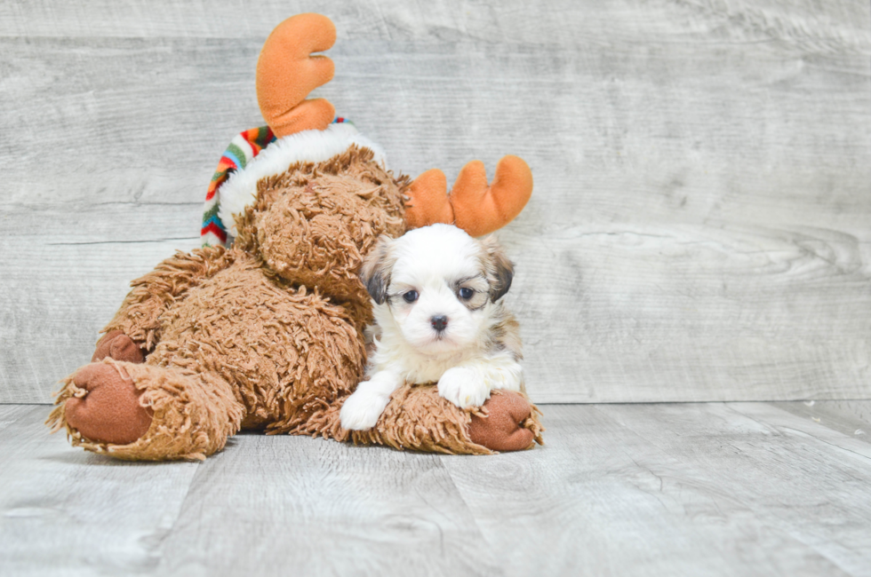 Teddy Bear Puppies For Sale Shichon puppies for sale in Ohio