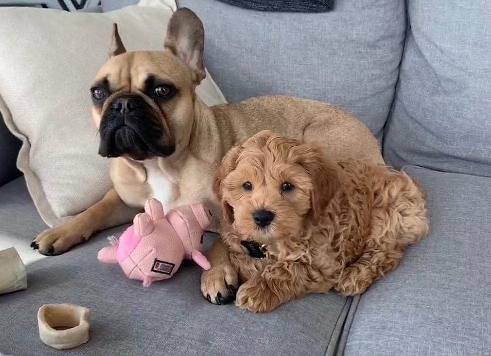 a tan cockapoo puppy sitting next to a fawn french bulldog. the tan dogs are both on a couch