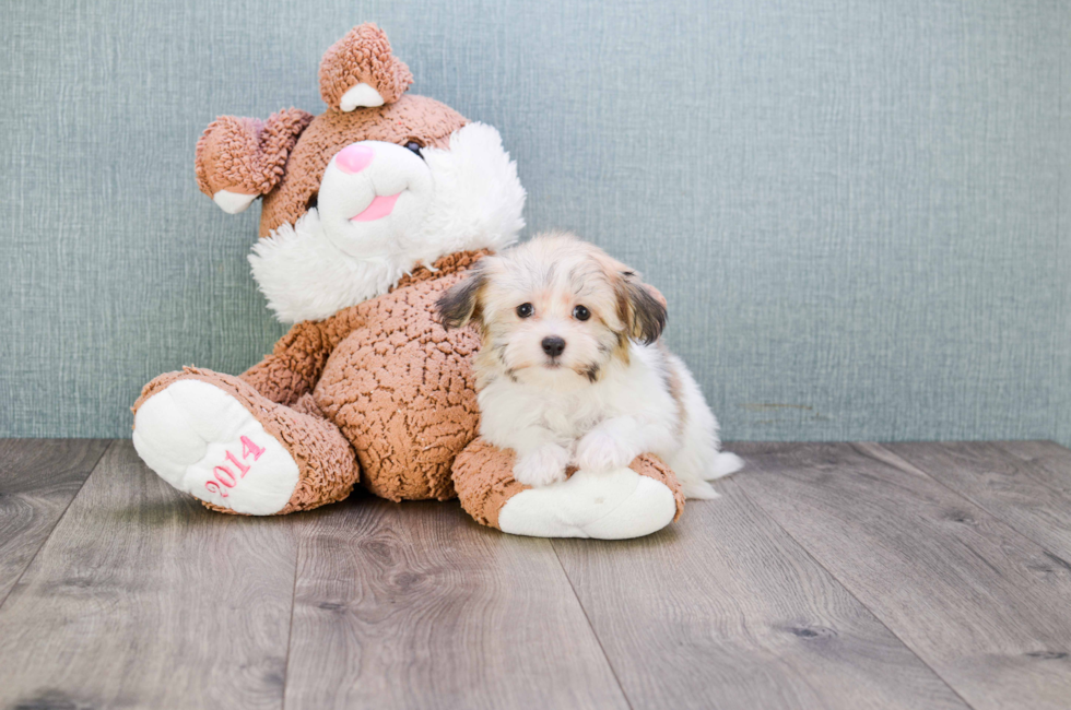 Small breed puppies for sale Teacup Pups for sale in Ohio Premier Pups