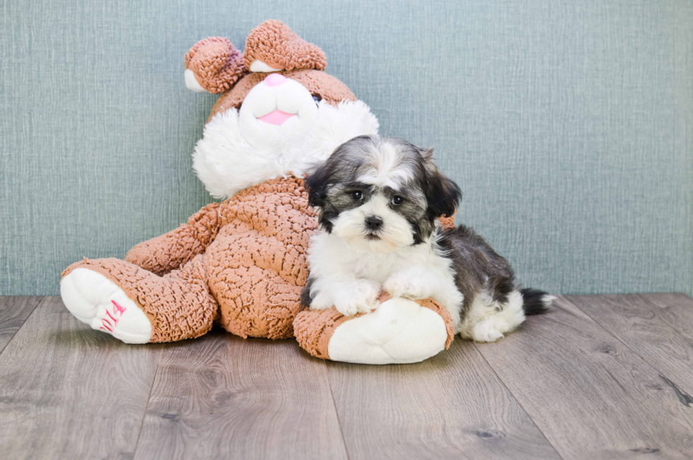 where can i get a teddy bear puppy