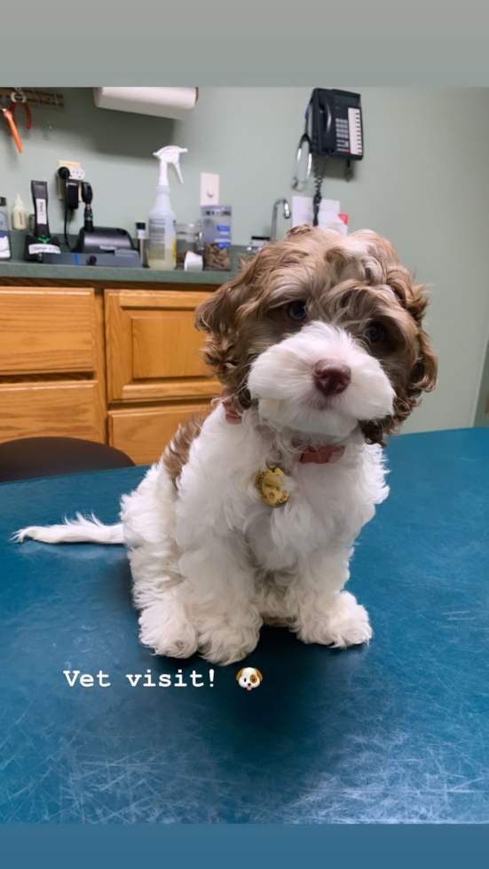 teacup cockapoo puppy at the vet - cockapoo teacup size 
