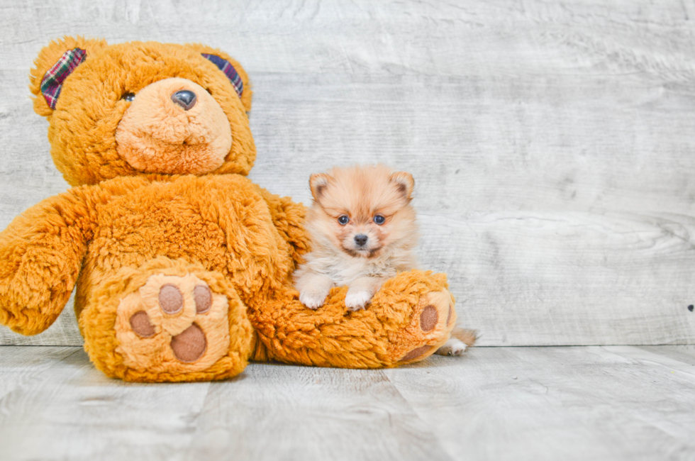 Pomeranian puppies for sale Teacup breed Pom puppies for sale in Ohio