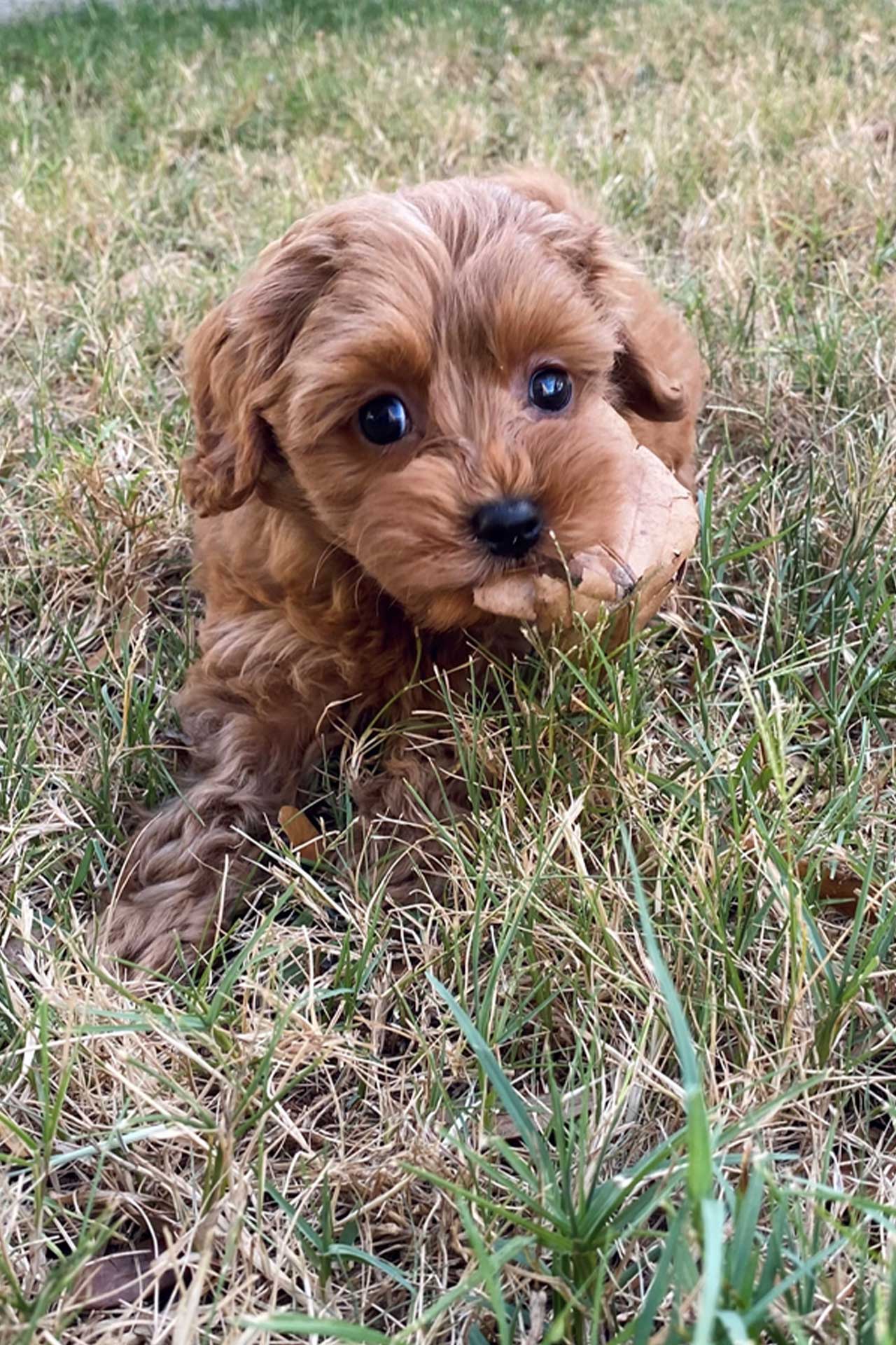 Small Toy Goldendoodle in grass