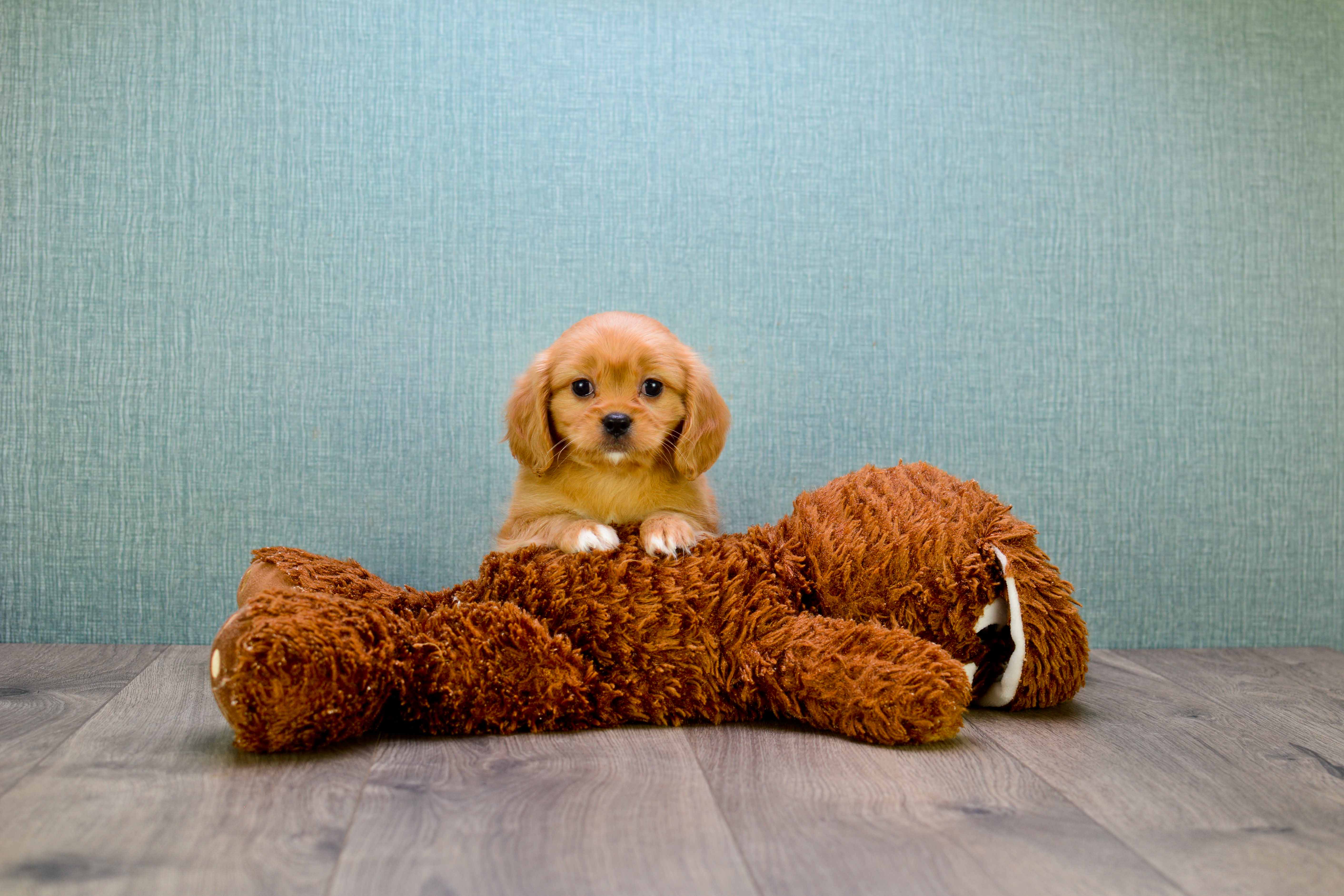 Ruby cavachon hot sale puppies for sale