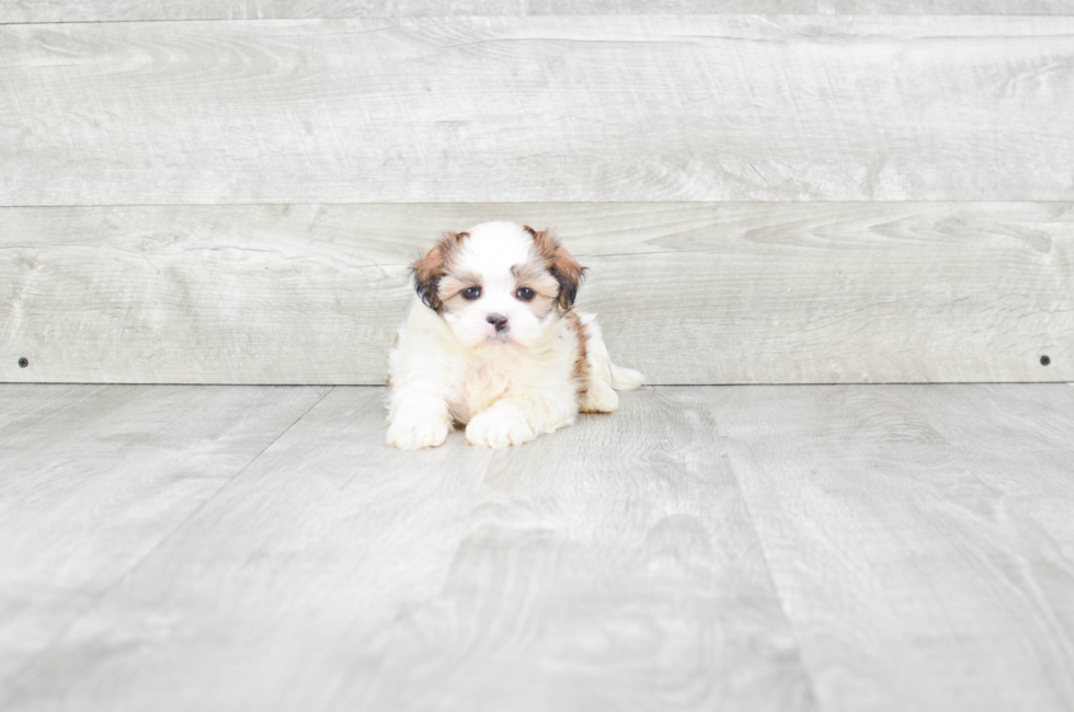 Small breed puppies for sale Teacup Pups for sale in Ohio Premier Pups