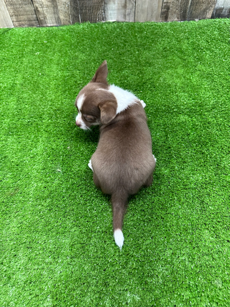 Cute Chihuahua Baby