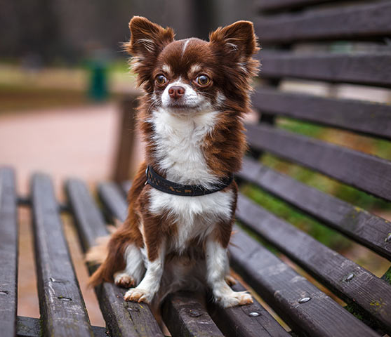 Cute Chihuahua dog on a bench