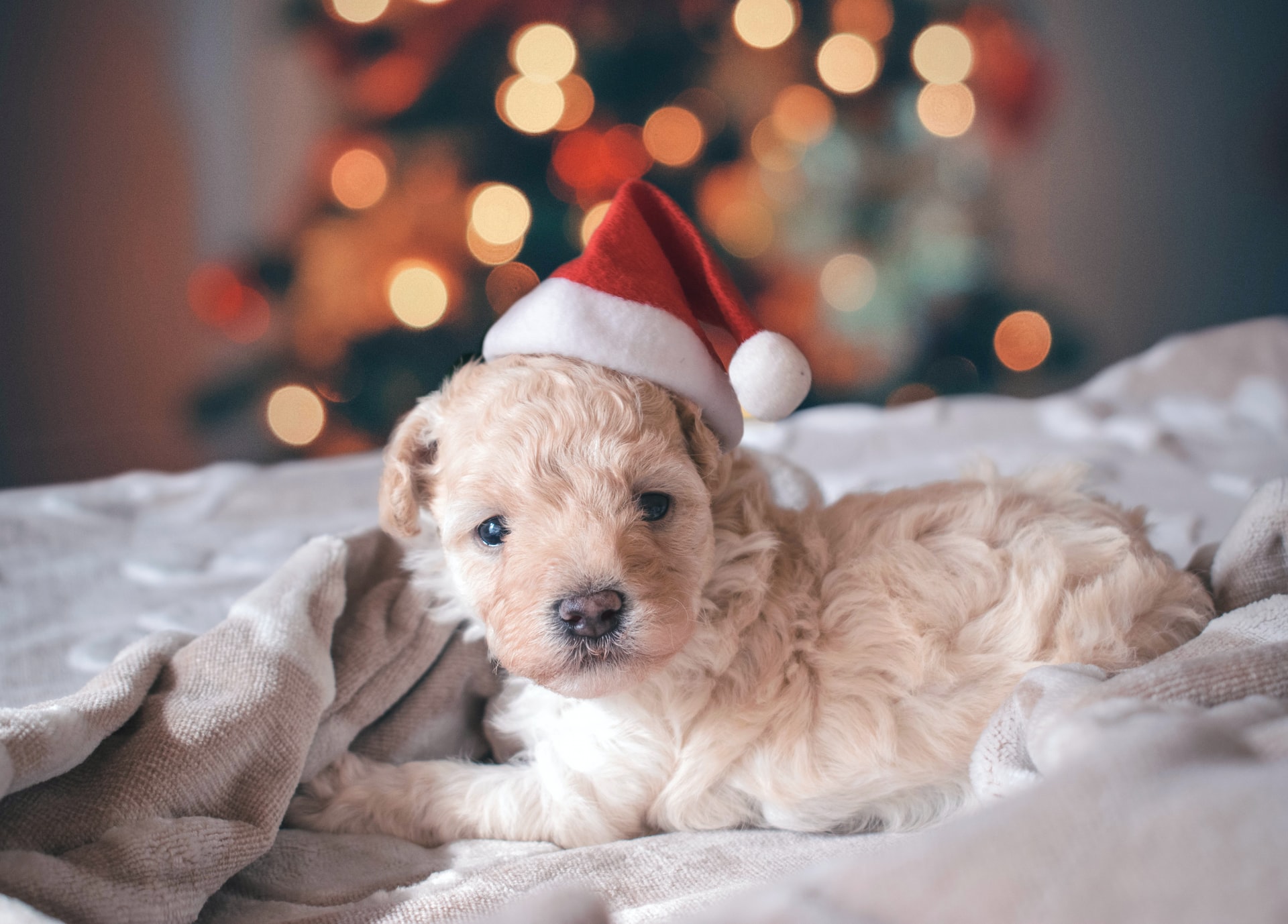 Christmas Gift Ideas for Your Dog - Premier Pups - Premier Pups