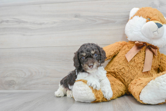 Smart Cockapoo Poodle Mix Pup