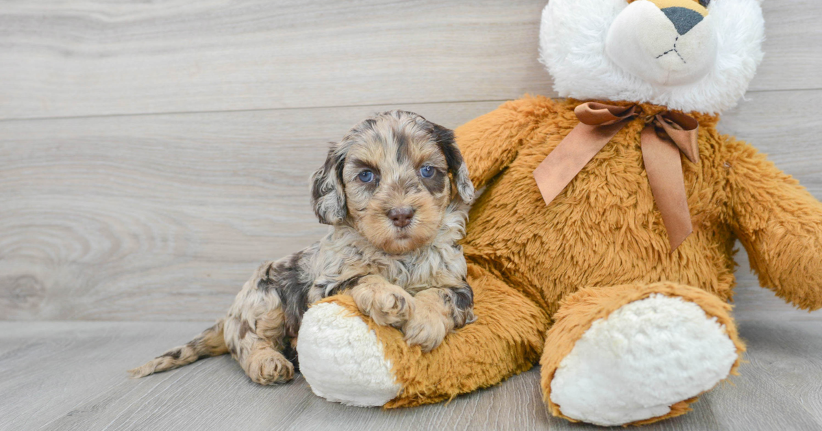 Friendly Cockapoo Ava 3lb 15oz Doodle Puppy