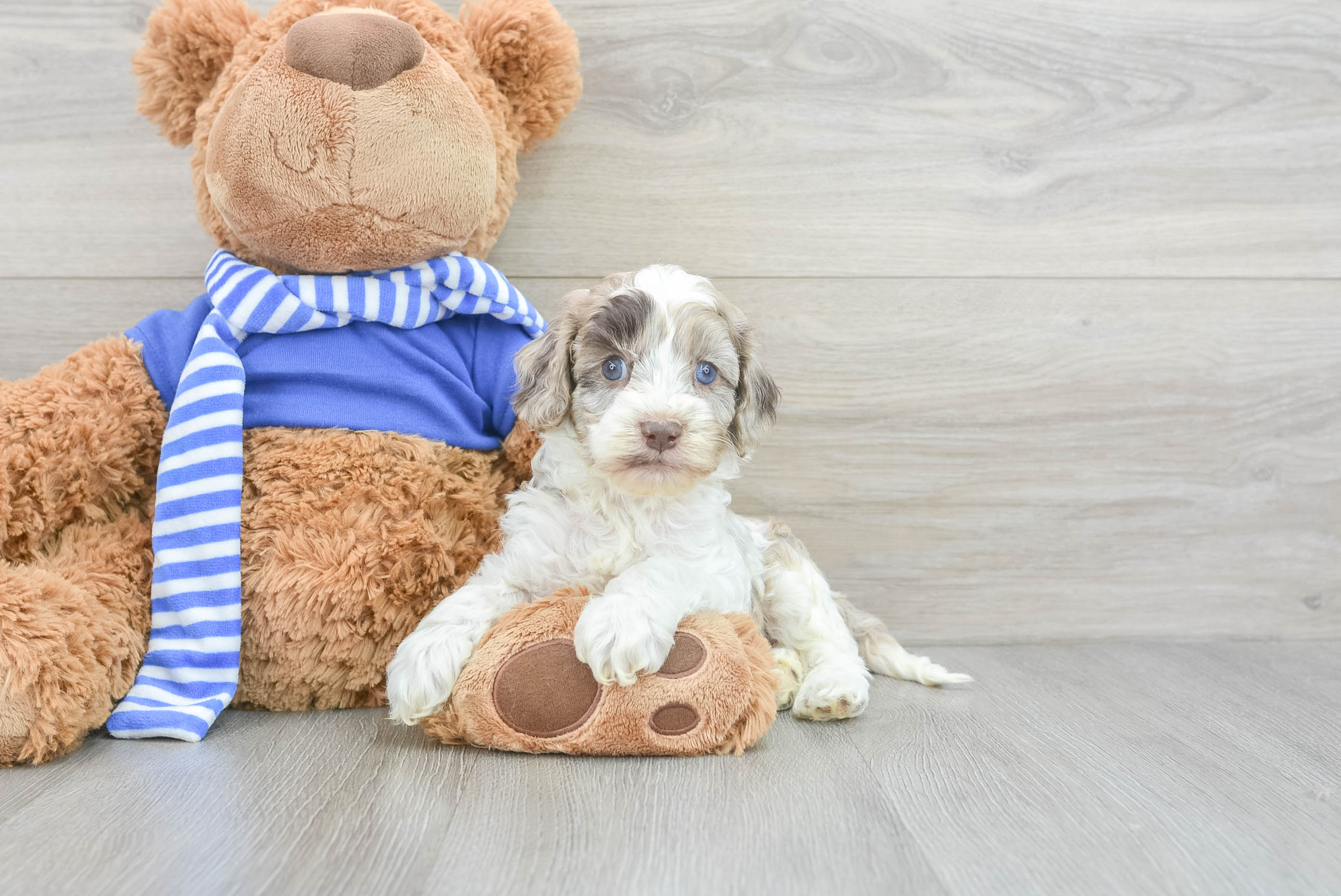 Straight haired cockapoo puppies for outlet sale