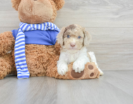 5 week old Cockapoo Puppy For Sale - Premier Pups