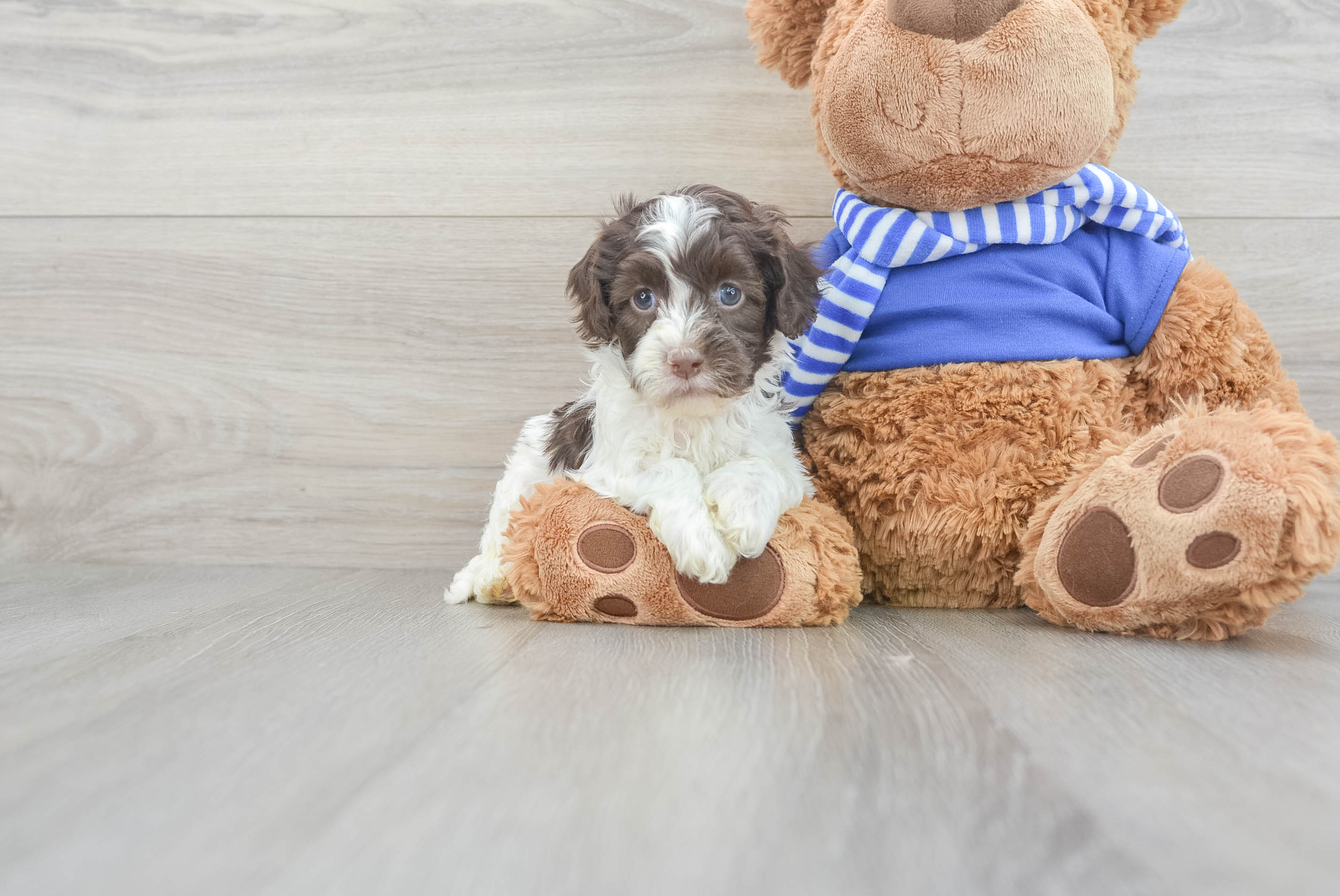 Straight haired cockapoo puppies hotsell for sale