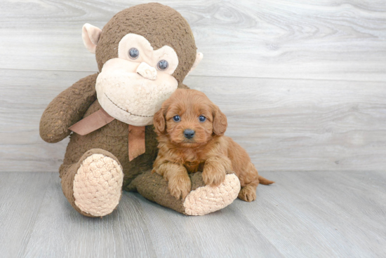 Best Cockapoo Baby