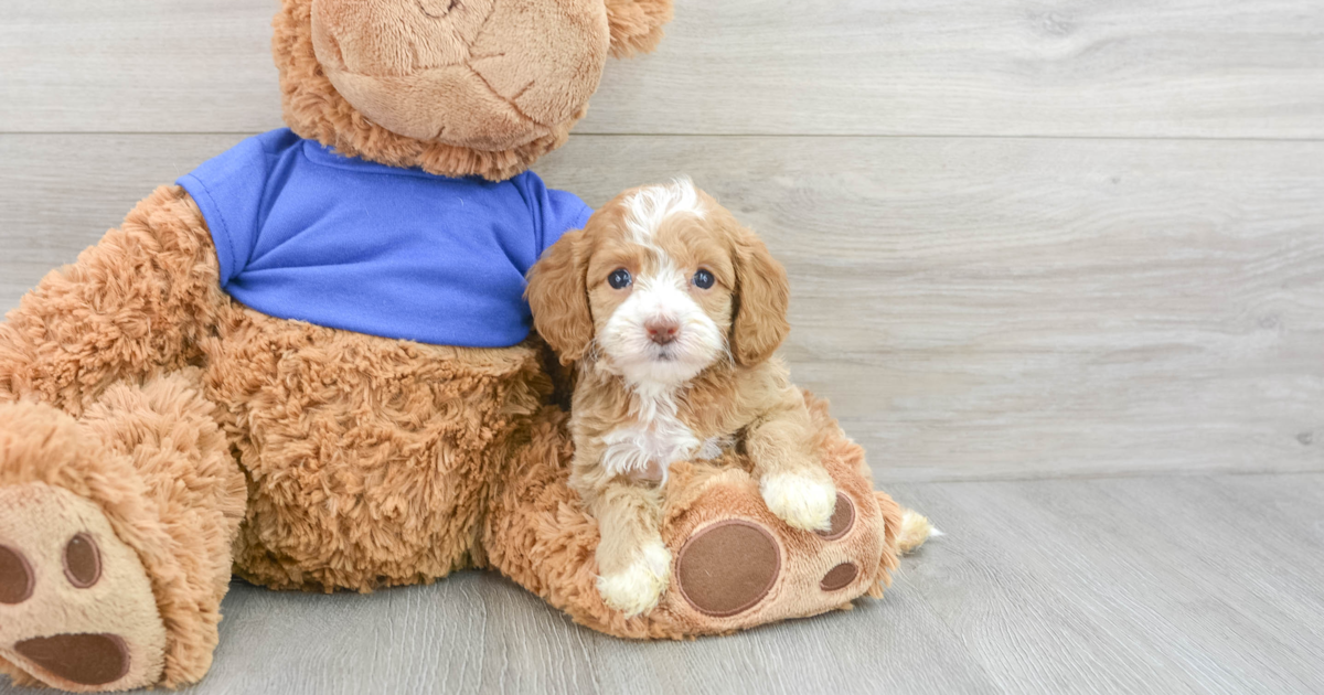 Fluffy Cockapoo Caelan: 2lb 6oz Doodle Puppy