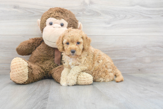 Best Cockapoo Baby