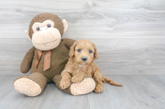 Cockapoo Puppies for Sale | Premier Pups located in Ohio