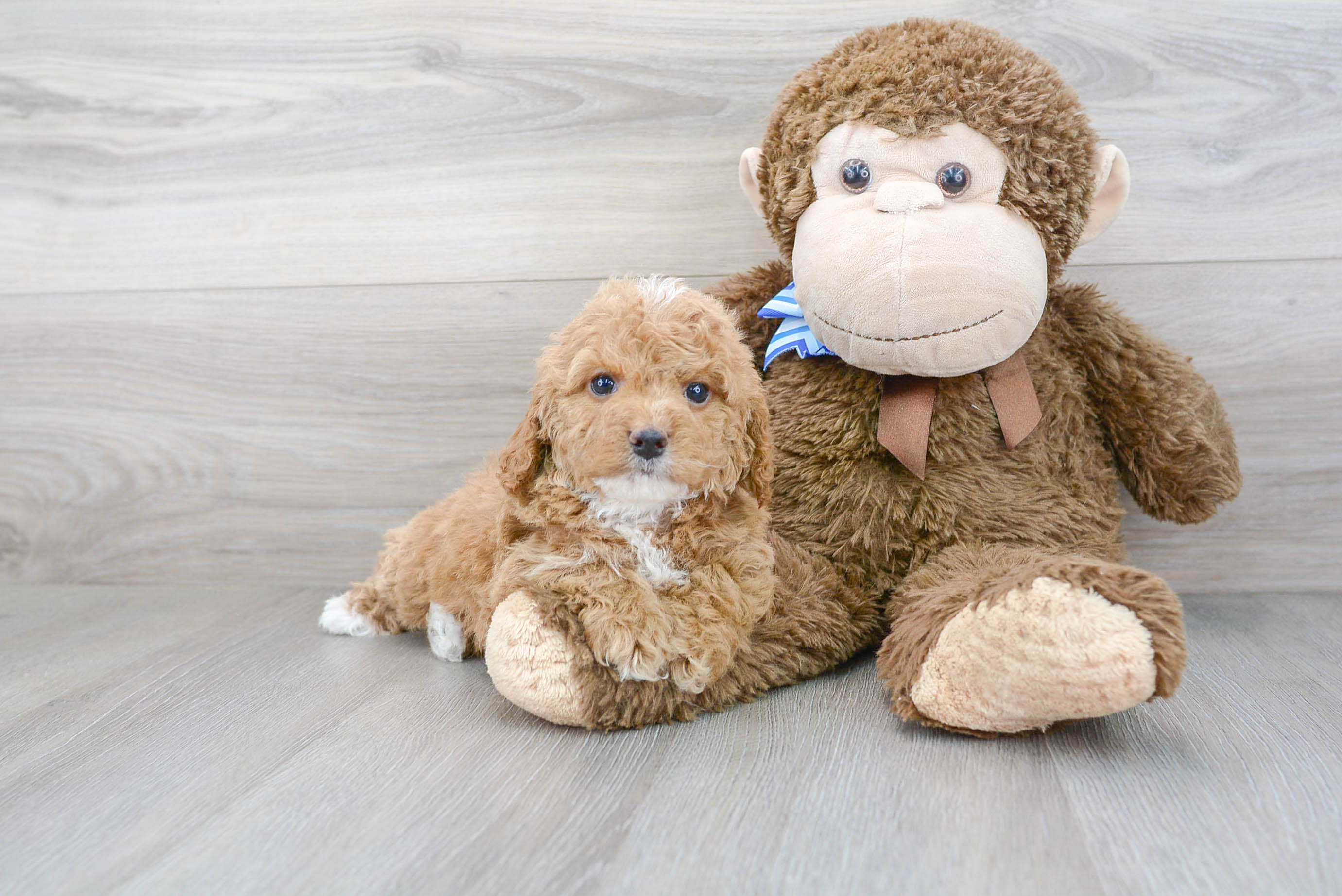 webkinz cockapoo