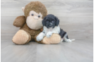 Meet Cameo - our Cockapoo Puppy Photo 1/3 - Premier Pups