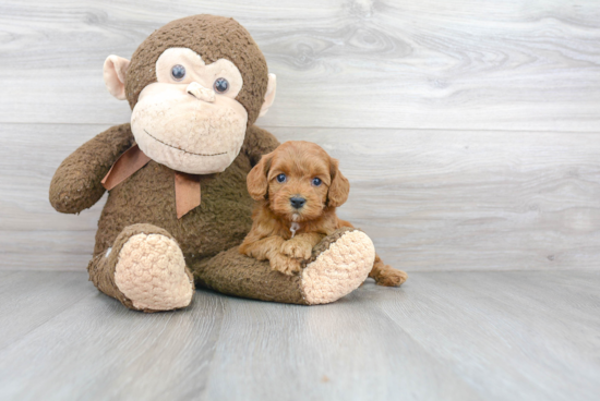 Cockapoo Pup Being Cute