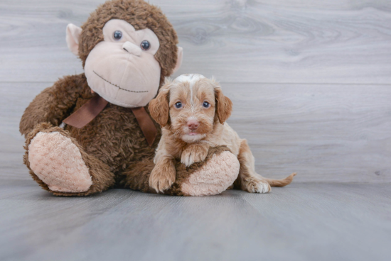 Best Cockapoo Baby