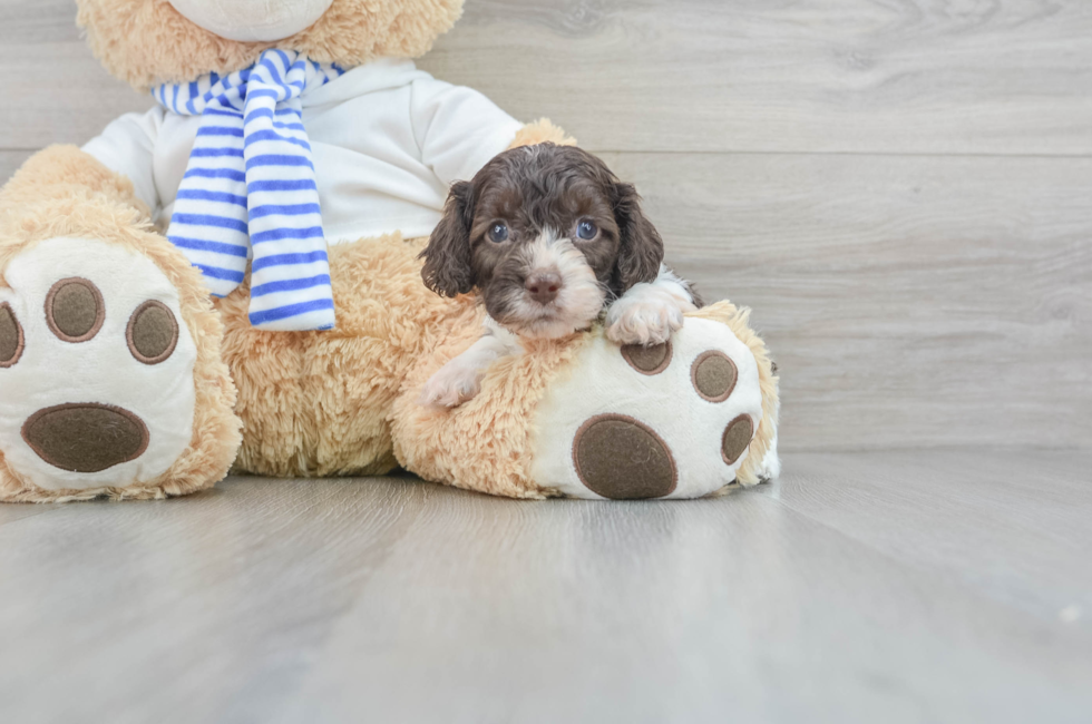 6 week old Cockapoo Puppy For Sale - Premier Pups