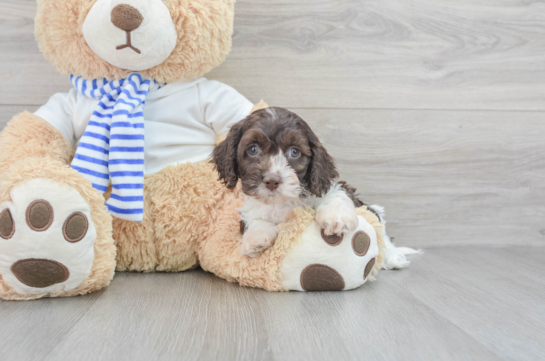 Best Cockapoo Baby