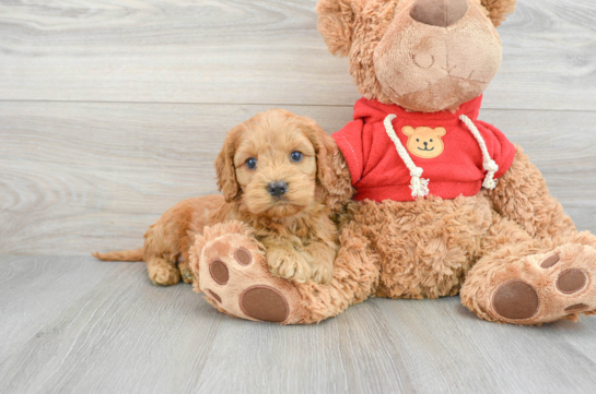 Little Cockerpoo Poodle Mix Puppy