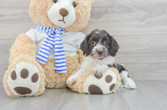 Cockapoo Puppy for Adoption