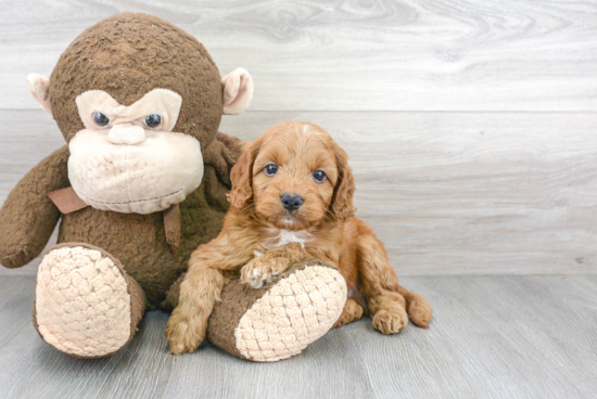 Cockapoo Puppy for Adoption