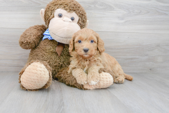 Energetic Cockerpoo Poodle Mix Puppy