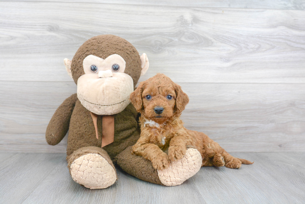 Meet Philly - our Cockapoo Puppy Photo 2/3 - Premier Pups
