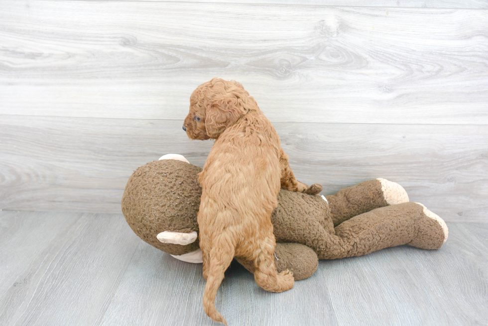 Meet Philly - our Cockapoo Puppy Photo 3/3 - Premier Pups
