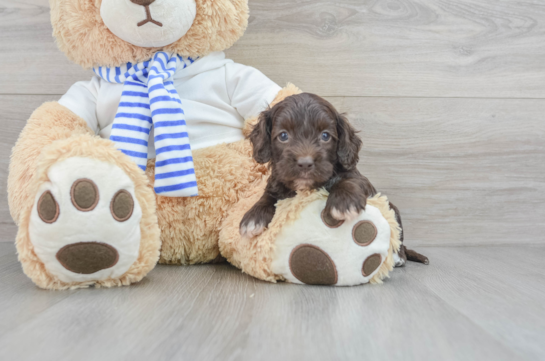 Happy Cockapoo Baby
