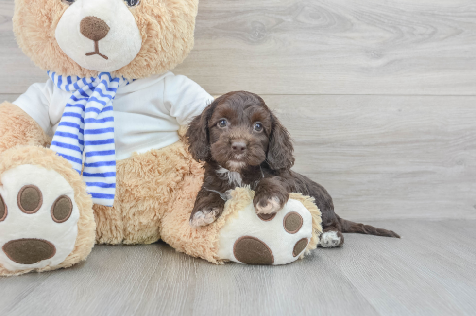 6 week old Cockapoo Puppy For Sale - Premier Pups