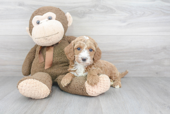 Happy Cockapoo Baby