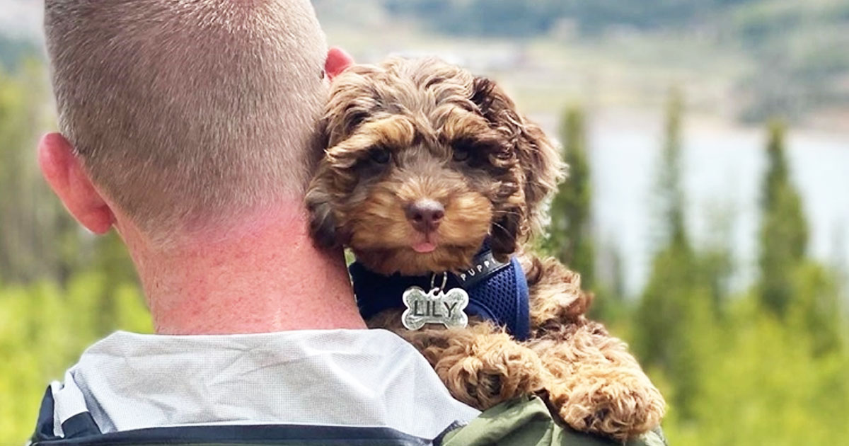 Find Cockapoo Puppies for Sale in Olympia, Washington