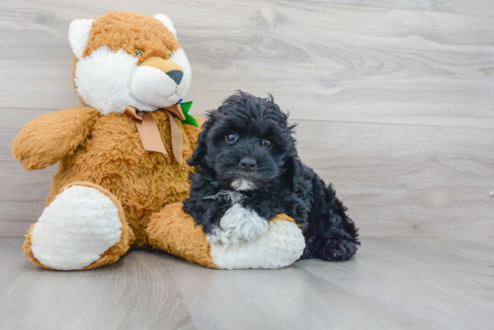 Cockapoo Puppy for Adoption