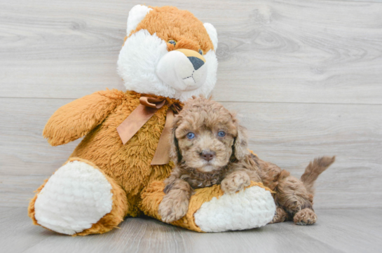 Cockapoo Pup Being Cute