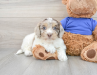 7 week old Cockapoo Puppy For Sale - Premier Pups