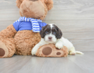9 week old Cockapoo Puppy For Sale - Premier Pups