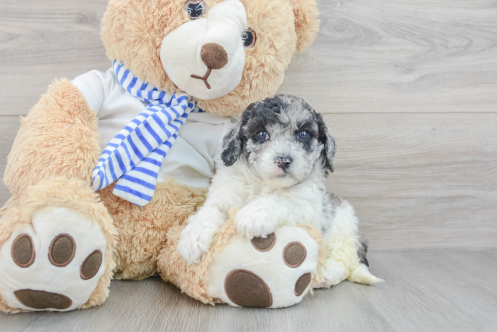 Best Cockapoo Baby