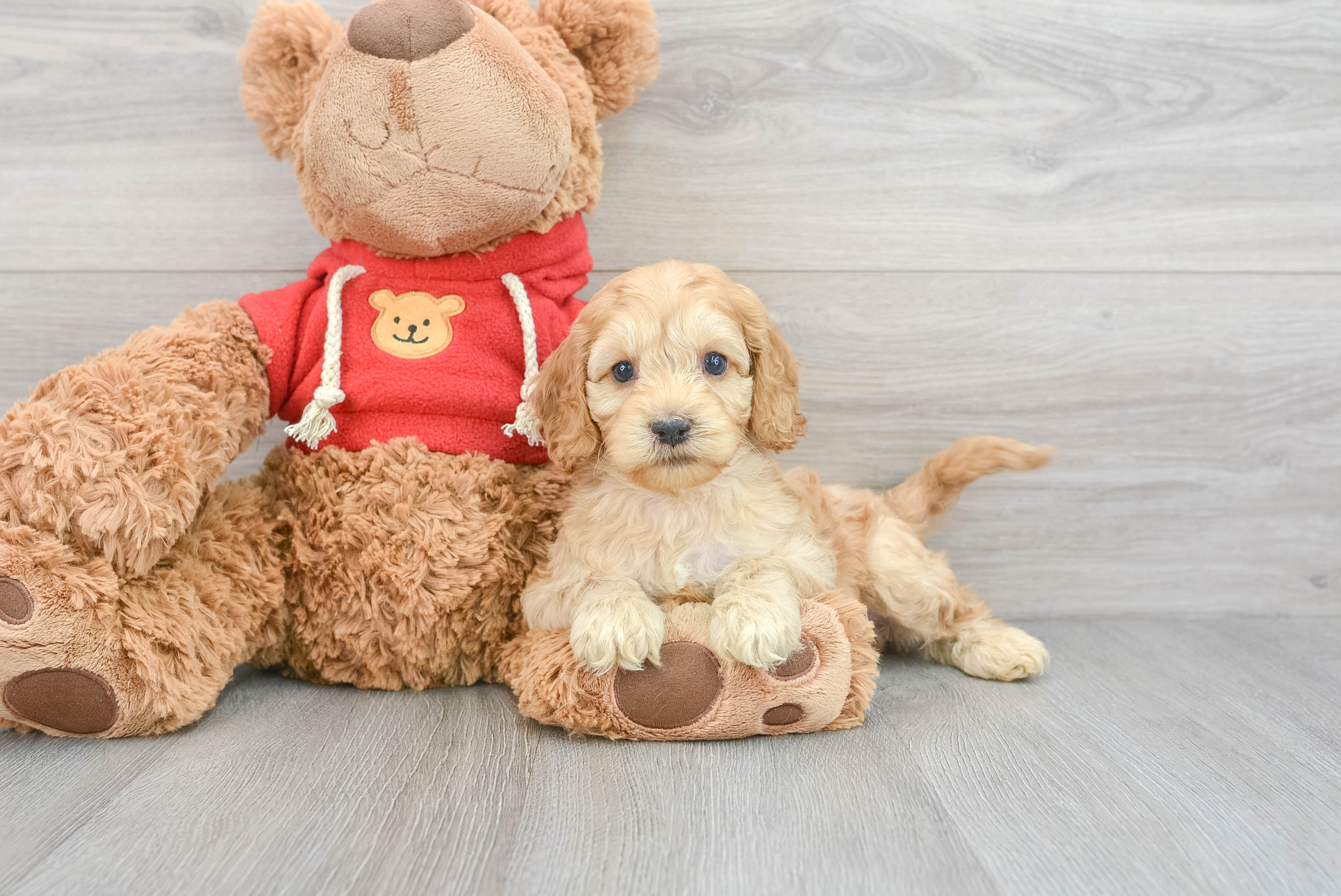 Straight haired cockapoo on sale puppies for sale