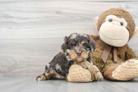 Cute Cockapoo Baby